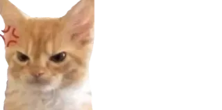 😠 gato, bravo, meme, emoji, adesivo telegram sticker