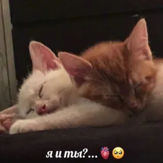 🤍 я и ты?... gatos, gatinhos, fofo, animais, animal de estimação, amor telegram sticker