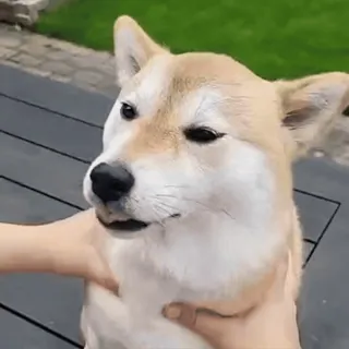 🐕 Hund, Shiba Inu, Tier, Haustier, süß telegram sticker