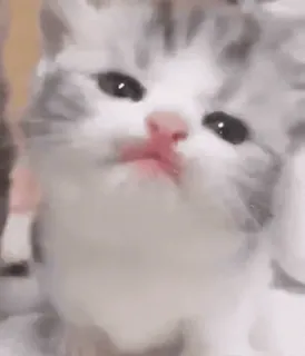 🐱 gatto, gattino, carino, animale, animale domestico, felino whatsapp sticker