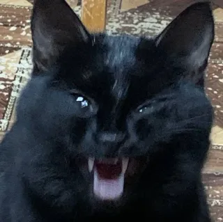 🧛 cat, black cat, angry, animal, pet telegram sticker