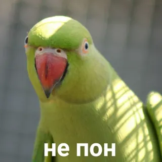 🤨 не пон นกแก้ว, นก, สีเขียว, สัตว์ telegram sticker