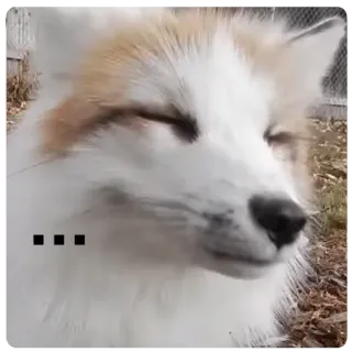 😑 ... fox, animal, meme, cute, white fox, smug, happy telegram sticker