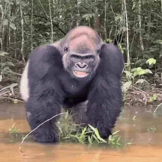 😈 gorilla, animal, wildlife, nature, ape, primate, jungle telegram sticker