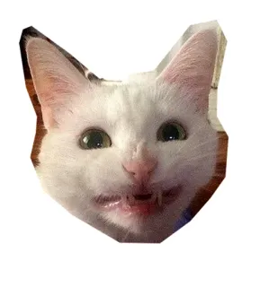 😬 แมว, สัตว์, สติกเกอร์, มีม, แมวขาว, ตลก, สีหน้า telegram sticker