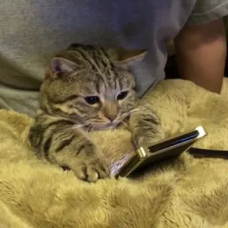 😺 chat, animal, mignon, téléphone, animal de compagnie, drôle telegram sticker