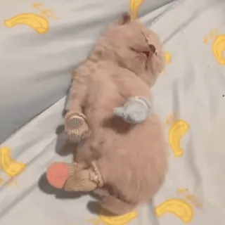 😴 gatinho, gato, dormindo, fofo, animal, animal de estimação whatsapp sticker