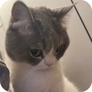 👍 gatto, carino, animale, domestico, felino telegram sticker