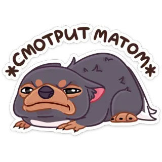 😐 СМОТРИТ МАТОМ Hund, wütend, Meme, Tier, Sticker, Cartoon whatsapp sticker
