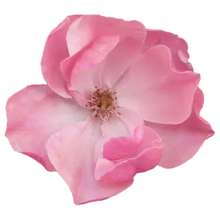 🌻 цветок, розовый, роза, цветочный, природа, цветение telegram sticker