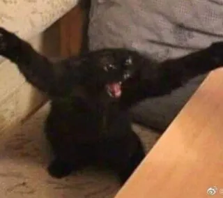 😡 chat, animal, chat noir, drôle, mème, en colère telegram sticker