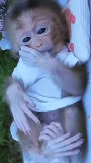 ๐ monkey, cute, baby, animal, primate telegram sticker
