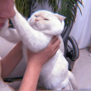 🐈‍⬛️ cat, pet, animal, white cat, cute, domestic animal telegram sticker