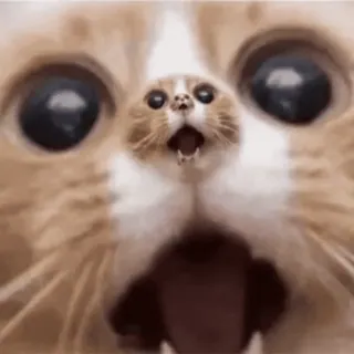 😱 cat, meme, animal, funny, kitten, pet whatsapp sticker