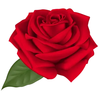 🌹 Роза, Цветок, Красный, Растение, Природа, Цветочный telegram sticker