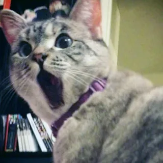 😳 gatto, animale, mammifero, animale domestico, animale domestico, sbadiglio, gatto grigio telegram sticker