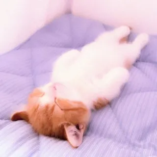 🐈 cat, sleeping, animal, domestic cat telegram sticker