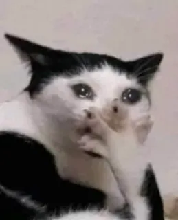 💬 кот, плачет, мем, грустно, животное, смешно, питомец telegram sticker