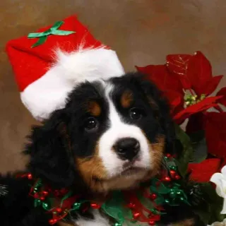 🎄 cucciolo, cane, natale, bovaro del bernese, bovaro del bernese, vacanza, carino, festivo telegram sticker