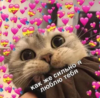 ❤️ как же сильно я люблю тебя cat, hearts, love, cute, russian, text telegram sticker