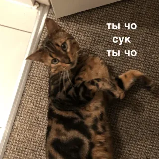👿 ты чо сук ты чо แมว, สัตว์เลี้ยง, สัตว์, มีม, ตลก telegram sticker