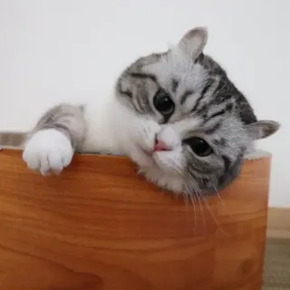 😭 cat, kitten, cute, pet, animal whatsapp sticker