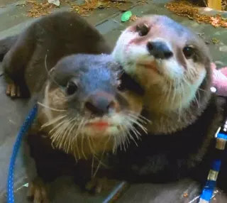 ❤️ otter, animal, mammal, cute, wildlife, nature telegram sticker