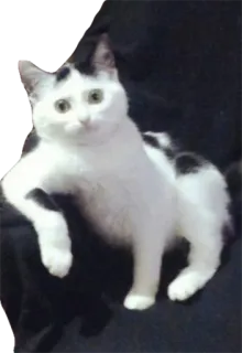 🤔 cat, animal, pet, domestic animal, cute, white, black telegram sticker