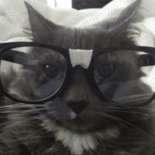 🤓 cat, glasses, funny, nerd, feline, pet, animal telegram sticker