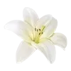 simple life ➜ @emoji1 telegram emojis 🪷