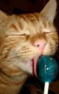 🌟 gato, chupa-chupa, doce, gato laranja, animal, doce, fofo, animal de estimação telegram sticker