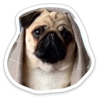 😕 pug, dog, animal, cute, pet, blanket telegram sticker
