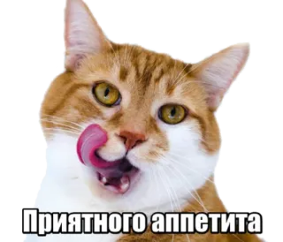 😋 Приятного аппетита cat, licking, food, appetite, funny, animal telegram sticker