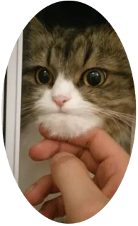 🤔 kucing, hewan peliharaan, hewan, tangan, kucing domestik telegram sticker
