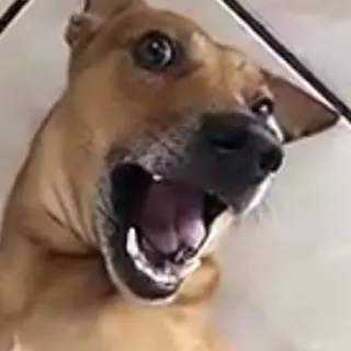 🐶 Hund, Tier, Haustier, offener Mund whatsapp sticker