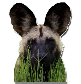 😳 likaon, pies afrykański, pies, zwierzę, trawa, dzika przyroda telegram sticker