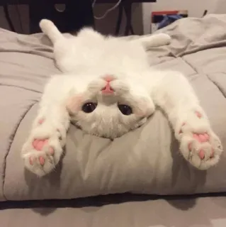 🙂 Katze, niedlich, Tier, weiße Katze, Haustier telegram sticker
