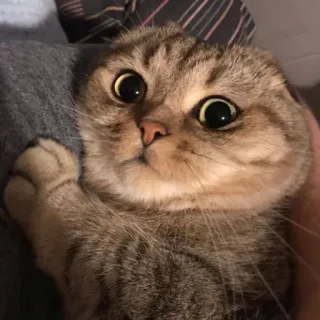 😨 chat, chaton, mignon, animal, animal de compagnie, chat domestique, Scottish Fold whatsapp sticker
