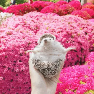 🦔 egel, dier, schattig, bloemen, natuur, huisdier telegram sticker