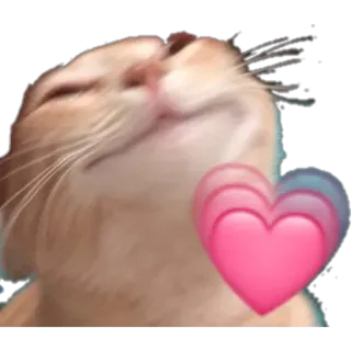 💗 chat, cœur, amour, mignon, animal, animal de compagnie telegram sticker