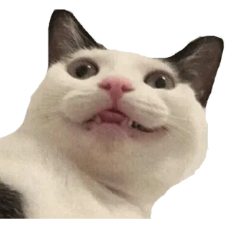 ✳️ cat, sticker, animal, mammal, funny whatsapp sticker