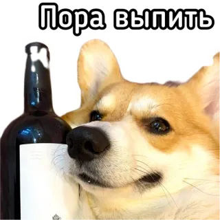 🍷 Пора выпить hond, alcohol, wijn, corgi, feest, drank telegram sticker