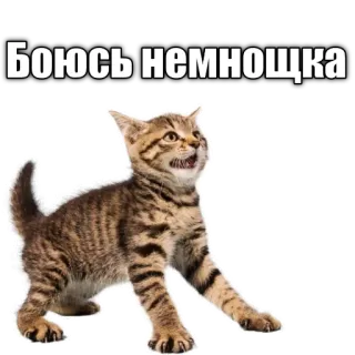 🙀 Боюсь немночка cat, kitten, scared, frightened, russian, sticker telegram sticker