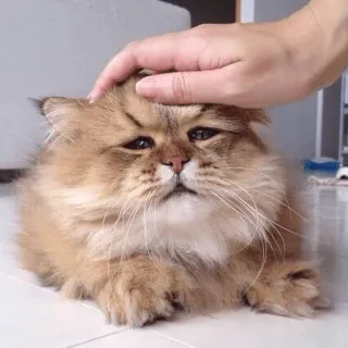 😿 gato, animal de estimação, animal, fofo, mão, fofo, acariciando whatsapp sticker