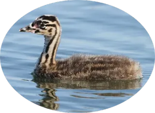 🐤 птица, поганка, вода, дикая природа, животное telegram sticker