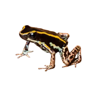 🐸 カエル, 動物, 両生類, 野生動物, 自然, 熱帯, ヤドクガエル telegram sticker