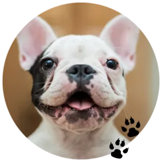 😁 Hund, Welpe, Französische Bulldogge, süß, Tier, Haustier whatsapp sticker