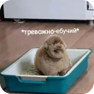🐶 *тревожно-ебучий* Meme, Chien, Offensant, Insulte, Russe, Animal de compagnie telegram sticker