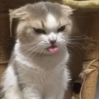 🐈 猫, 动物, 宠物, 舌头, 可爱, 搞笑, 萌 telegram sticker