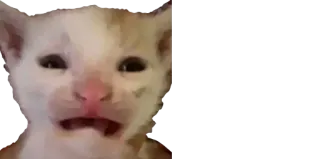 😰 gato, triste, chorando, meme telegram sticker